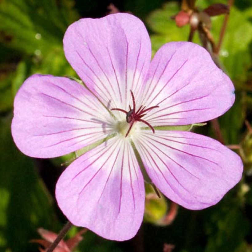 Storchschnabel Silvias Surprise - Geranium (Flowering)