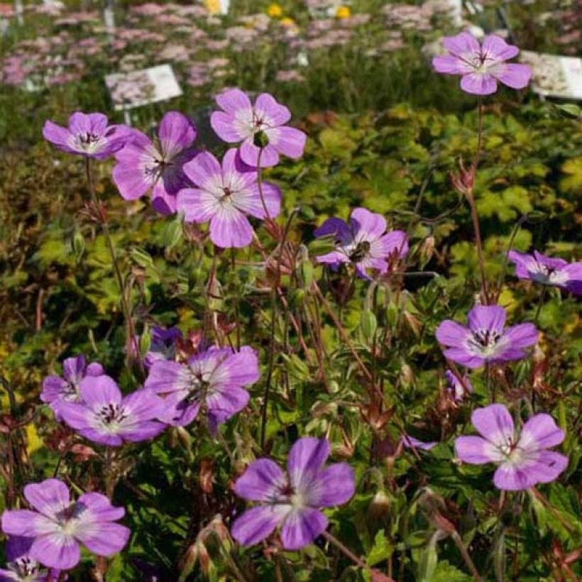 Storchschnabel Silvias Surprise - Geranium (Plant habit)