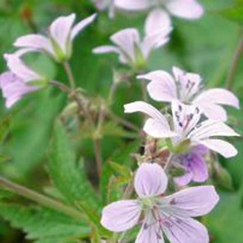 Geranium sylvaticum var. wanneri - Wald-Storchschnabel (Flowering)