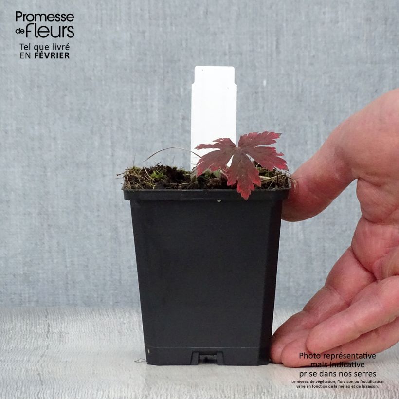 Exemplar von Storchschnabel Ann Folkard - Geranium Kleine Töpfe von 8/9 cm wie im Winter geliefert