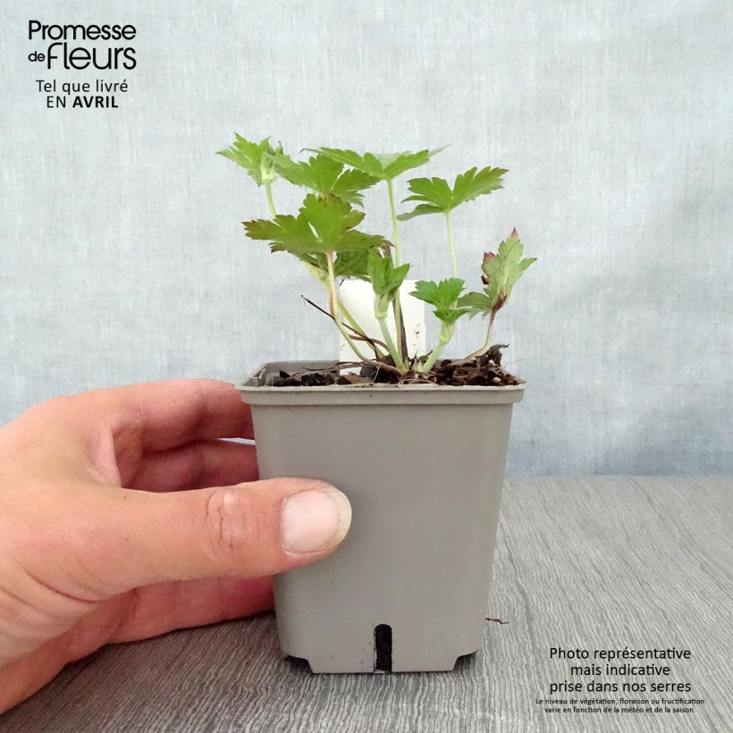 Exemplar von Storchschnabel Anne Thomson - Geranium Kleine Töpfe von 8/9 cm wie im Frühjahr geliefert