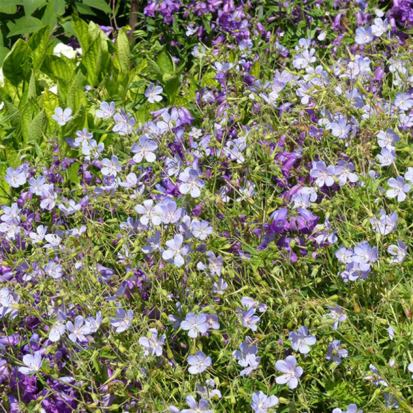 Storchschnabel Blue Cloud - Geranium (Flowering)