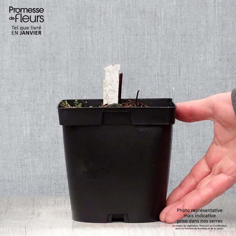 Exemplar von Storchschnabel Blue Cloud - Geranium Topf mit 2L/3L wie im Winter geliefert