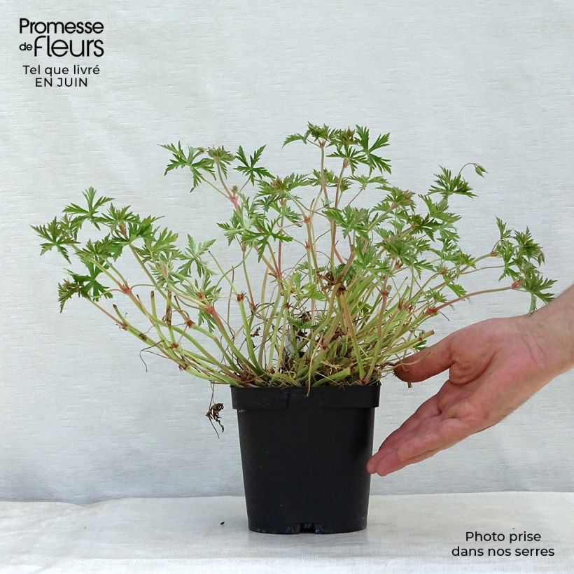 Example of Storchschnabel Blue Cloud - Geranium Topf mit 2L/3L as you get in ete