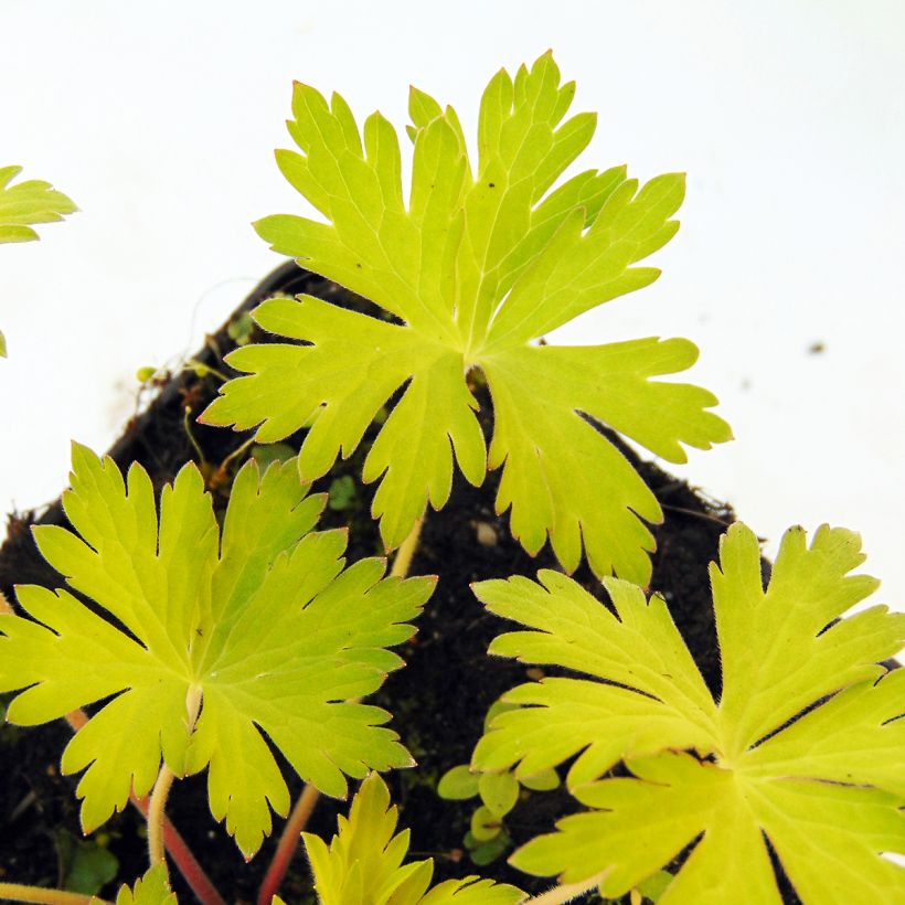 Storchschnabel Blue Sunrise - Geranium (Foliage)