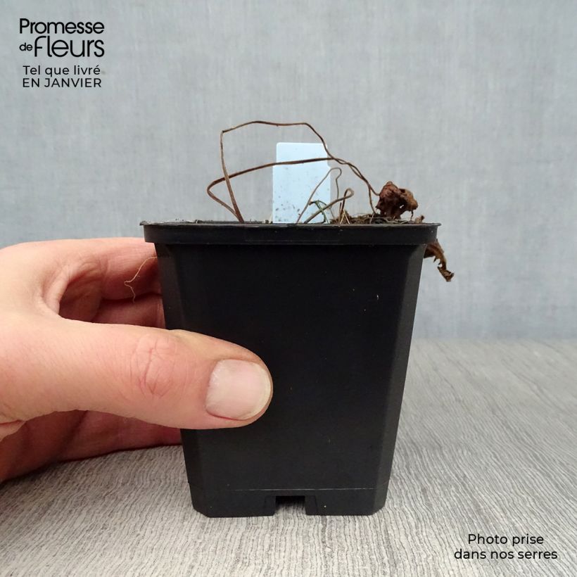 Exemplar von Storchschnabel Blue Sunrise - Geranium Kleine Töpfe von 8/9 cm wie im Winter geliefert