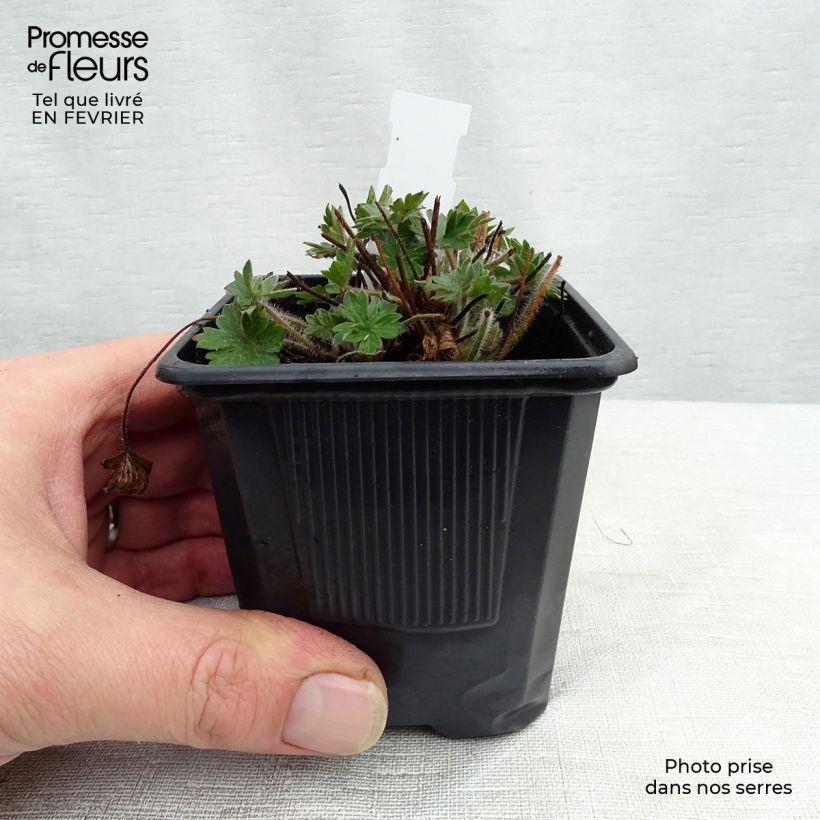 Exemplar von Geranium sanguineum Blushing Turtle - Blutstorchschnabel Kleine Töpfe von 8/9 cm wie im Winter geliefert