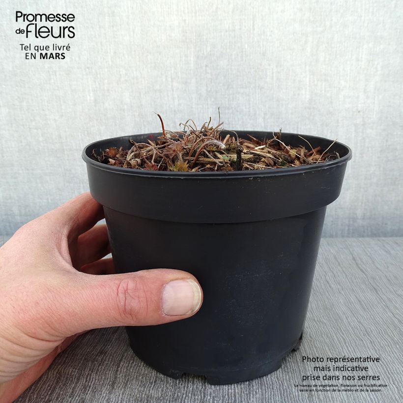 Exemplar von Geranium sanguineum Blushing Turtle - Blutstorchschnabel Topf mit 2L/3L wie im Winter geliefert