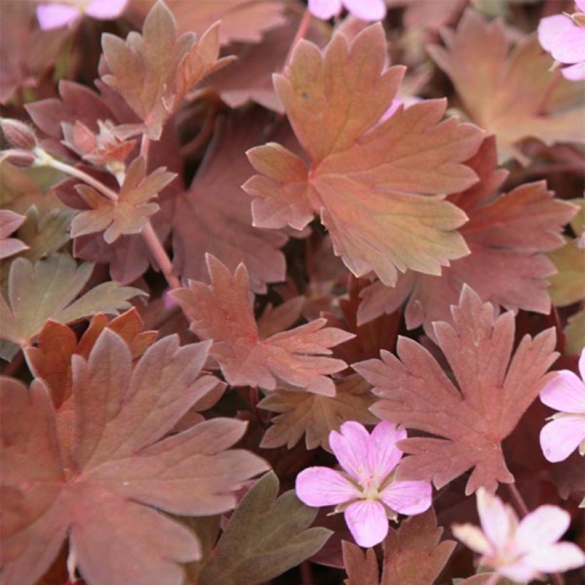 Geranium sessiliflorum Bob's Blunder - Storchschnabel (Foliage)