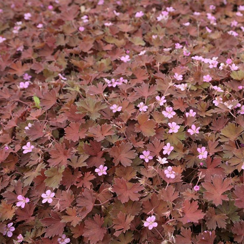 Geranium sessiliflorum Bob's Blunder - Storchschnabel (Flowering)