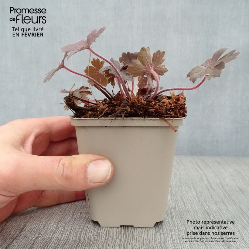 Exemplar von Geranium sessiliflorum Bob's Blunder - Storchschnabel Kleine Töpfe von 8/9 cm wie im Winter geliefert