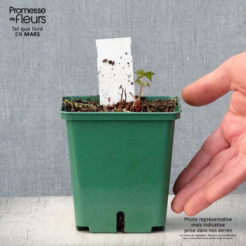 Exemplar von Storchschnabel Brookside - Geranium Topf mit 1L/1,5L wie im Frühjahr geliefert