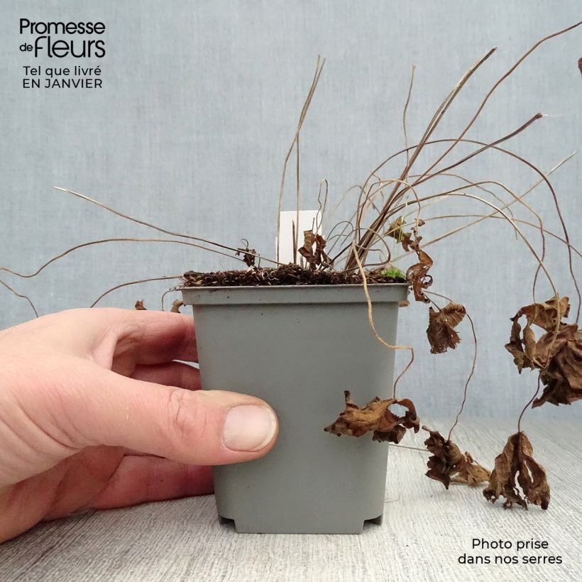 Exemplar von Geranium psilostemon Catherine Deneuve - Armenischer Storchschnabel Kleine Töpfe von 8/9 cm wie im Winter geliefert