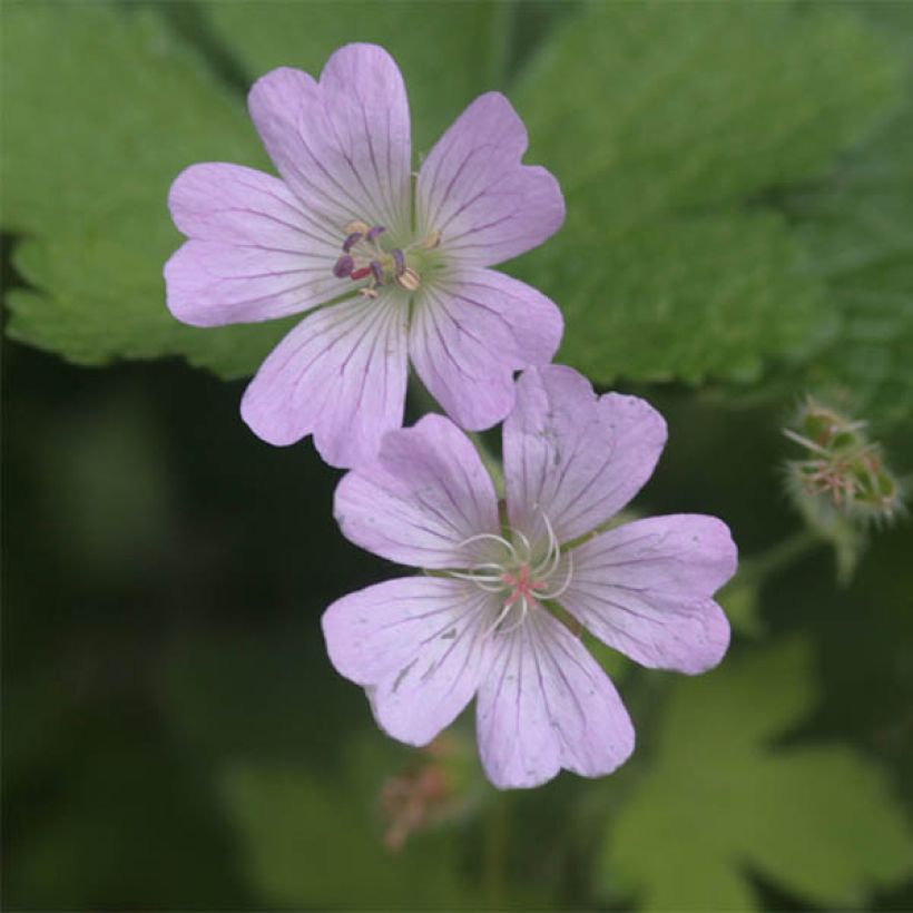 Storchschnabel Chantilly - Geranium (Flowering)