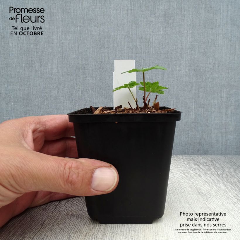 Example of Storchschnabel Chantilly - Geranium Kleine Töpfe von 8/9 cm as you get in automne