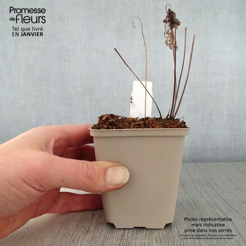 Exemplar von Storchschnabel Chantilly - Geranium Kleine Töpfe von 8/9 cm wie im Winter geliefert