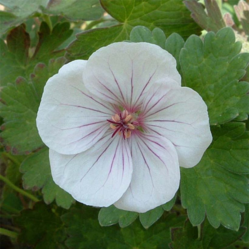 Storchschnabel Coombland White - Geranium (Flowering)