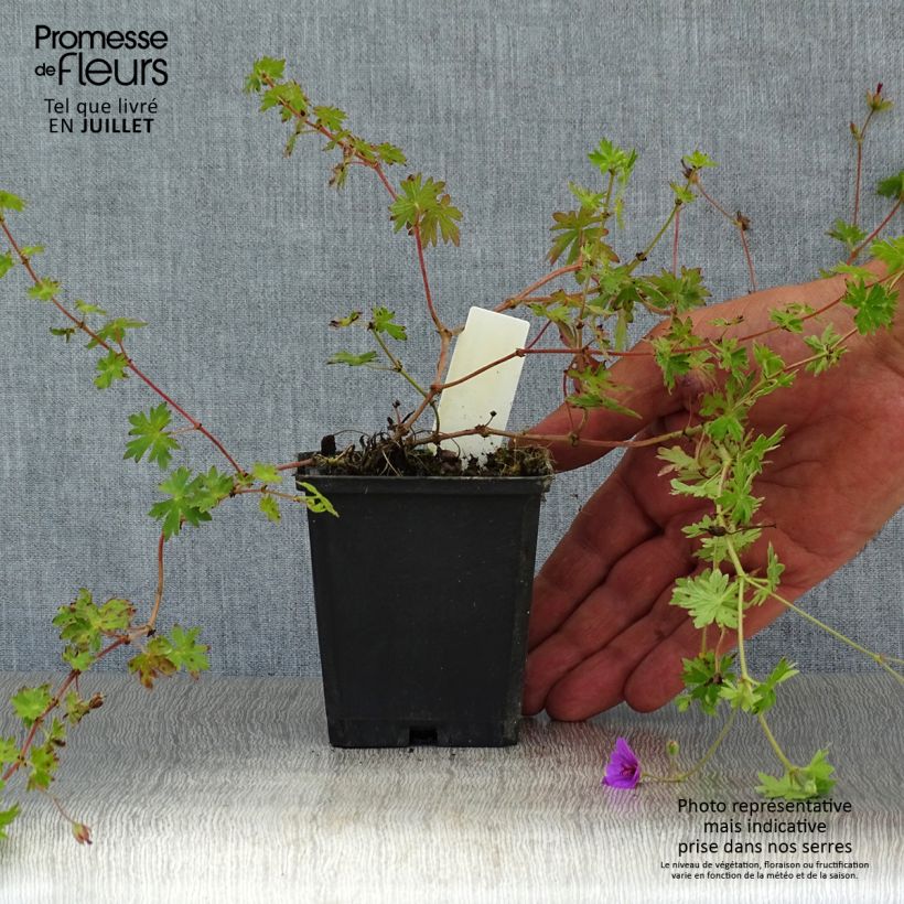 Exemplar von Storchschnabel Dilys - Geranium Kleine Töpfe von 8/9 cm wie im Sommer geliefert