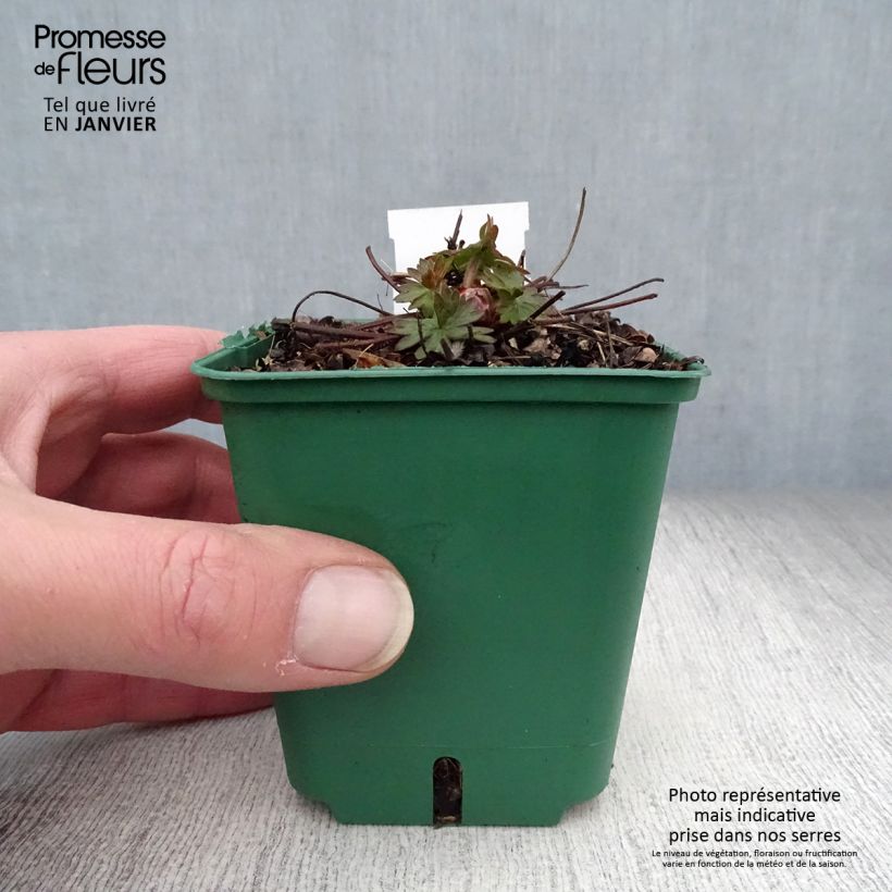 Exemplar von Storchschnabel Dilys - Geranium Kleine Töpfe von 8/9 cm wie im Winter geliefert