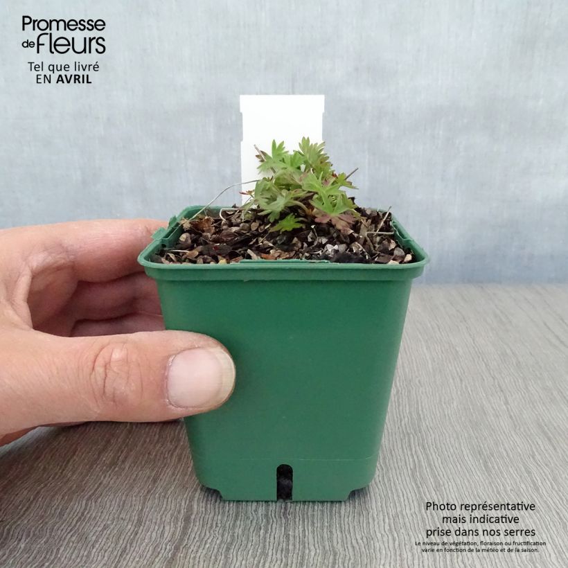 Exemplar von Storchschnabel Dilys - Geranium Kleine Töpfe von 8/9 cm wie im Frühjahr geliefert