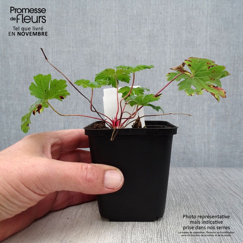 Example of Storchschnabel Dragon Heart - Geranium Kleine Töpfe von 8/9 cm as you get in automne