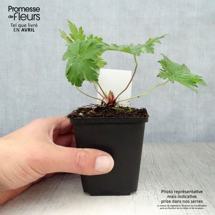 Exemplar von Storchschnabel Dragon Heart - Geranium Kleine Töpfe von 8/9 cm wie im Frühjahr geliefert