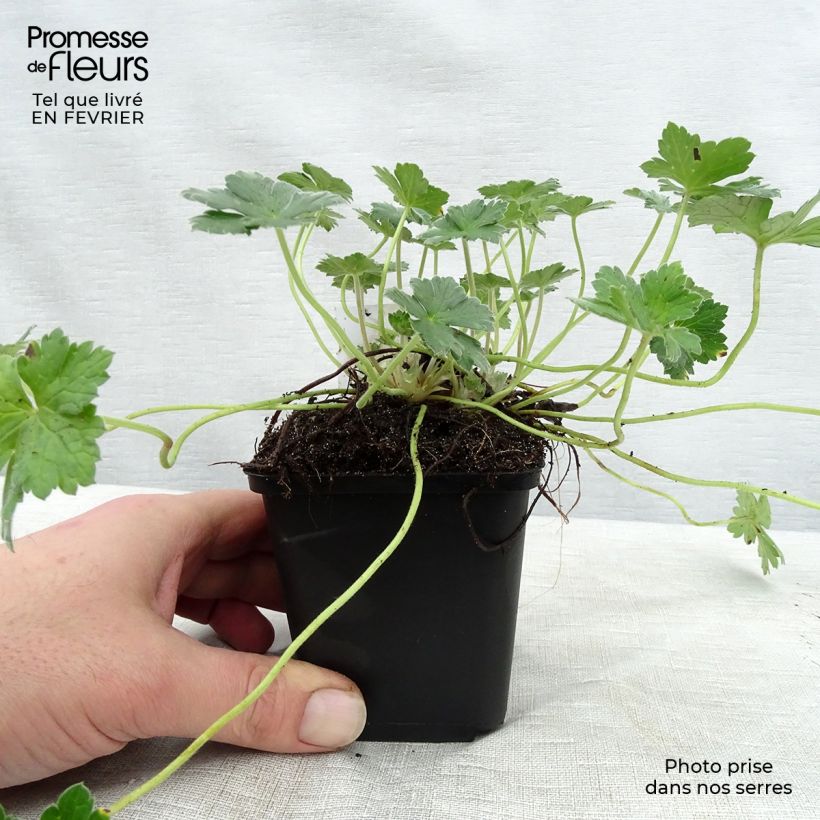 Exemplar von Storchschnabel Dreamland - Geranium Kleine Töpfe von 8/9 cm wie im Winter geliefert