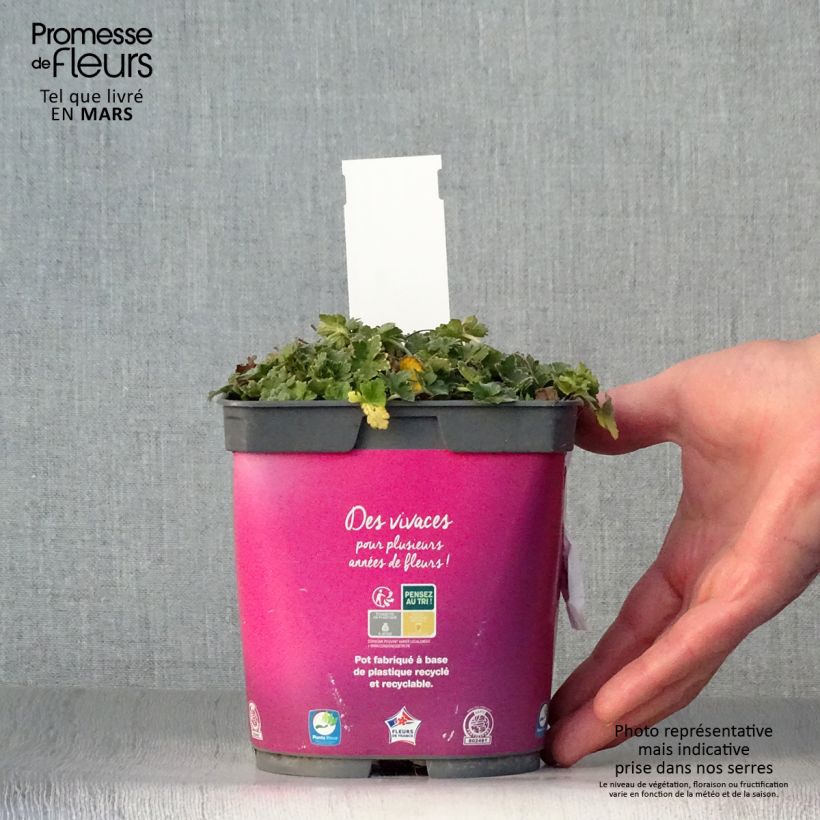Exemplar von Storchschnabel Dreamland - Geranium Topf mit 2L/3L wie im Frühjahr geliefert