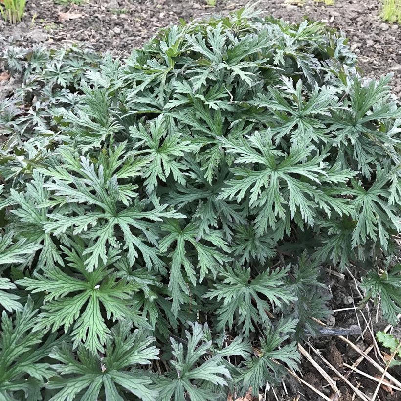 Geranium x pratense Femme Fatale - Wiesen-Storchschnabel (Foliage)