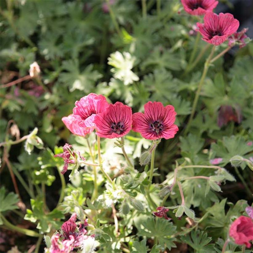 Geranium cinereum Jolly Jewel Salmon - Aschgrauer Storchschnabel (Flowering)