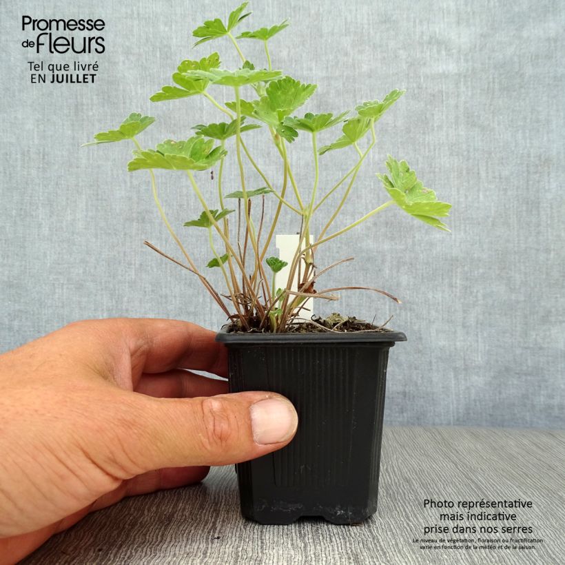 Exemplar von Storchschnabel Joy - Geranium Kleine Töpfe von 8/9 cm wie im Sommer geliefert