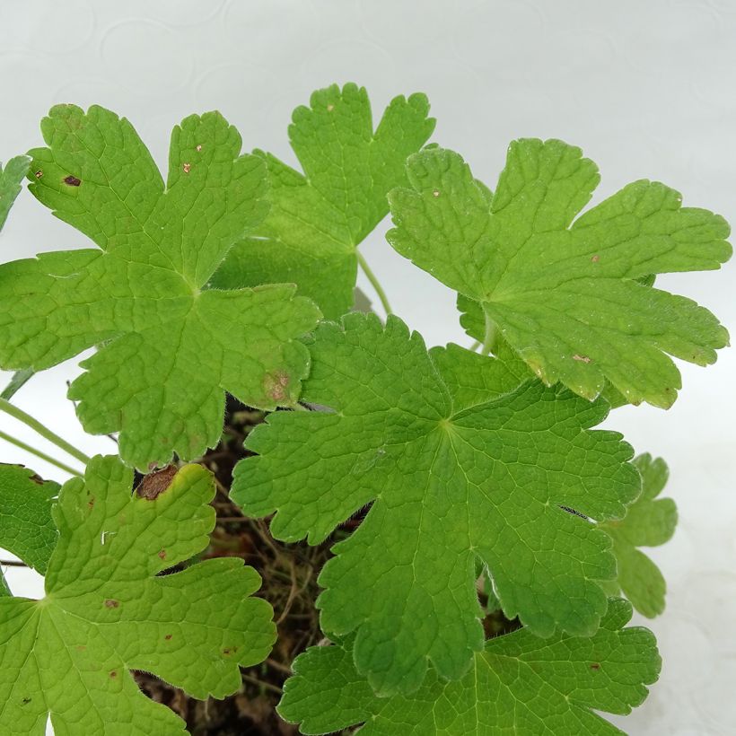 Storchschnabel Karen Wouters - Geranium (Foliage)