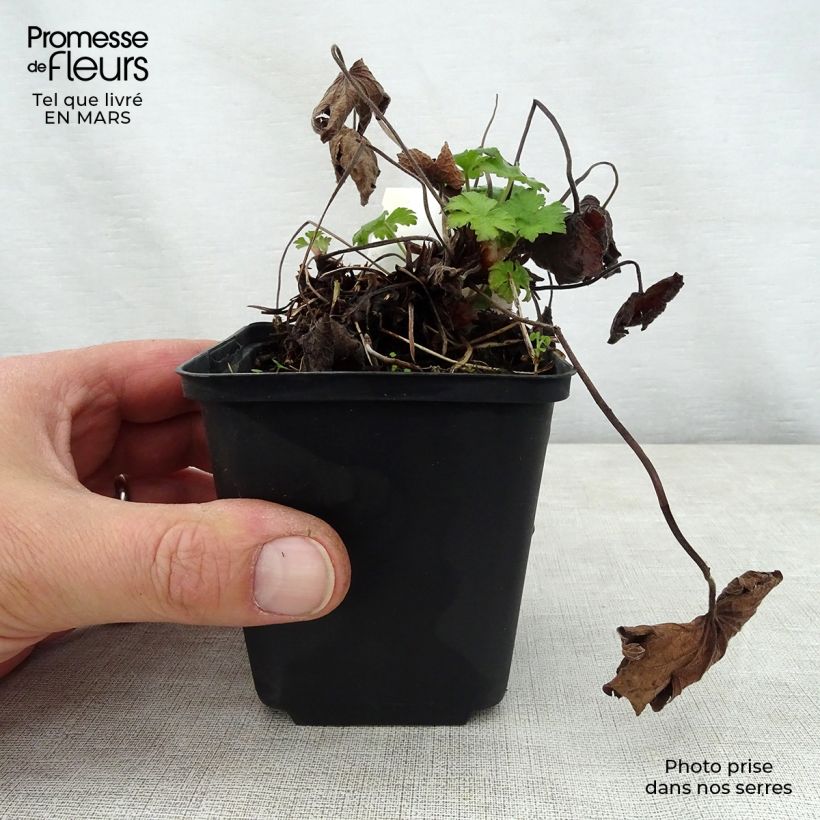 Exemplar von Storchschnabel Karen Wouters - Geranium Kleine Töpfe von 8/9 cm wie im Frühjahr geliefert