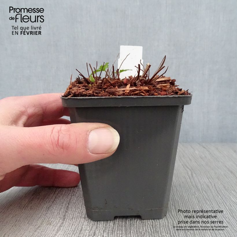 Exemplar von Storchschnabel Karen Wouters - Geranium Kleine Töpfe von 8/9 cm wie im Winter geliefert