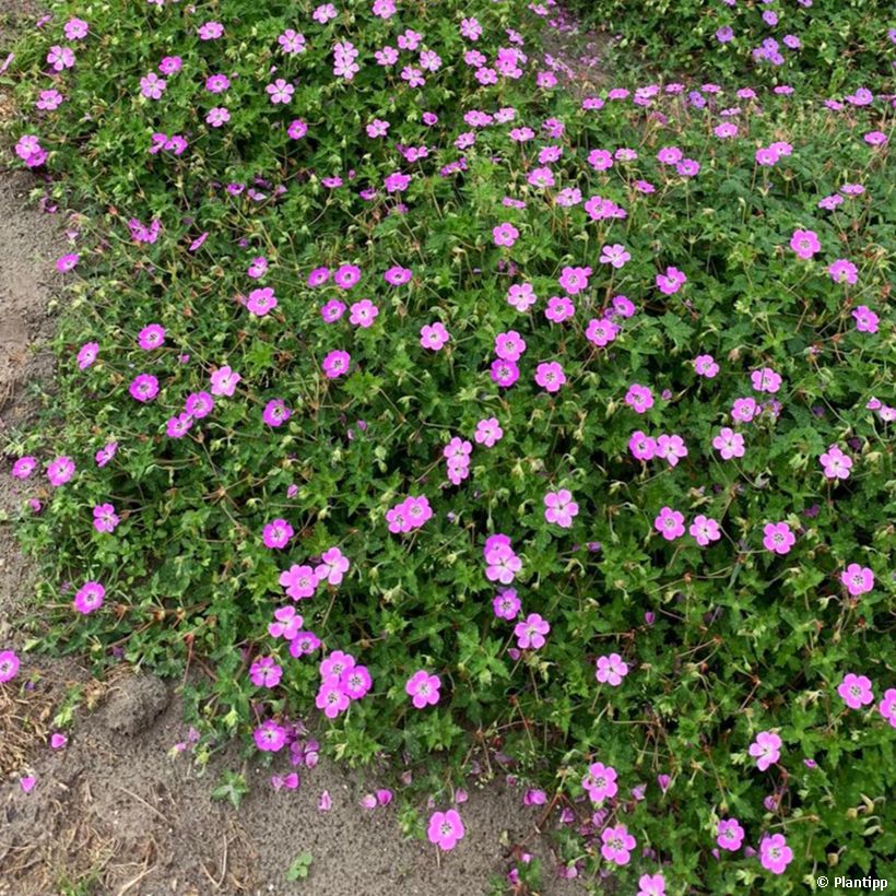 Storchschnabel Kelly-Anne - Geranium (Plant habit)