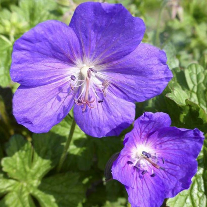 Storchschnabel Lea - Geranium (Flowering)