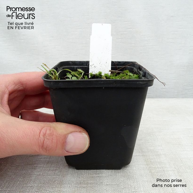 Exemplar von Storchschnabel Lea - Geranium Kleine Töpfe von 8/9 cm wie im Winter geliefert