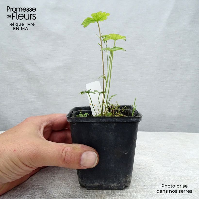 Exemplar von Storchschnabel Lea - Geranium Kleine Töpfe von 8/9 cm wie im Frühjahr geliefert