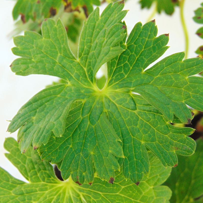 Geranium wallichianum Lilac Ice - Storchschnabel (Foliage)