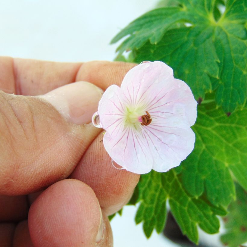 Geranium wallichianum Lilac Ice - Storchschnabel (Flowering)