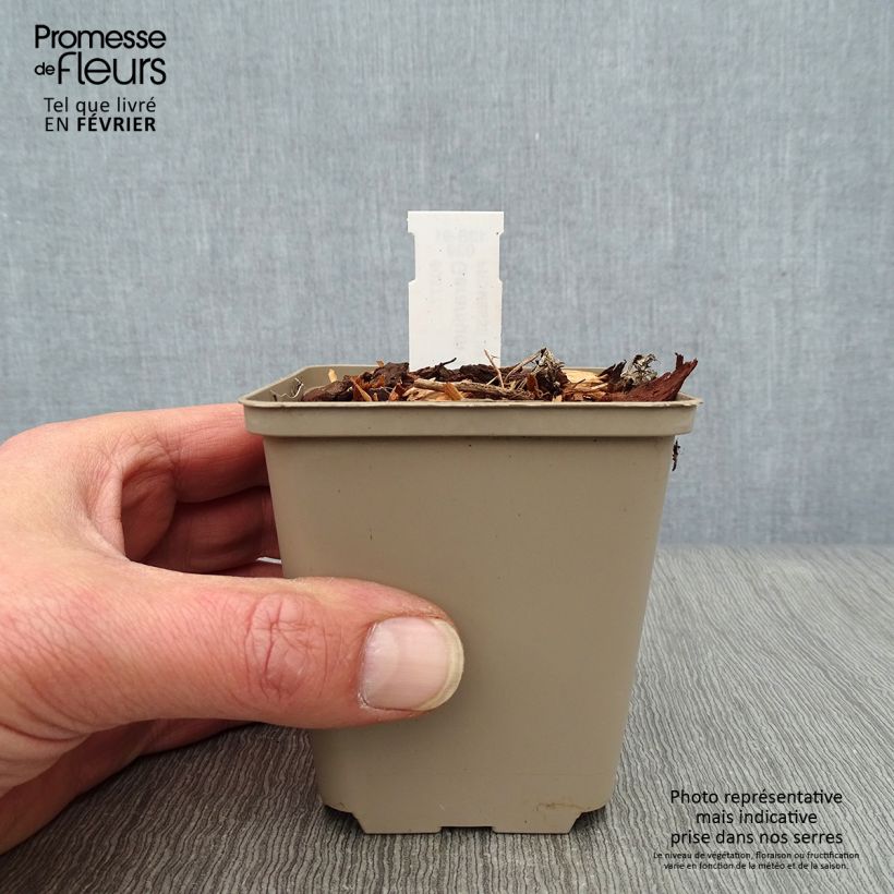 Exemplar von Geranium wallichianum Lilac Ice - Storchschnabel Kleine Töpfe von 8/9 cm wie im Winter geliefert