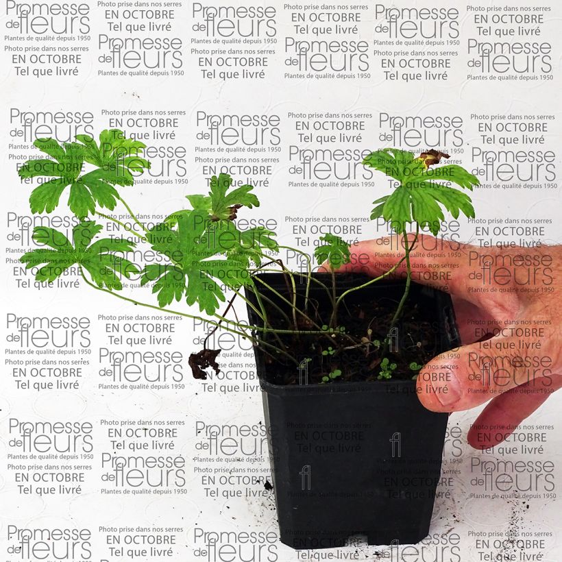 Example of Storchschnabel Melinda - Geranium Kleine Töpfe von 8/9 cm as you get