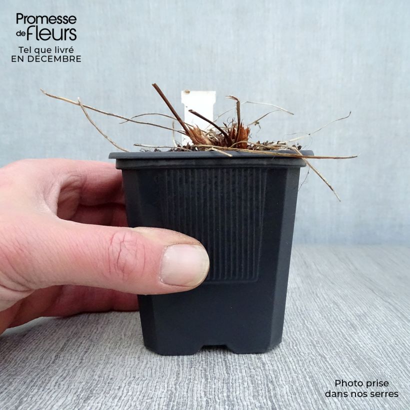 Exemplar von Storchschnabel Orion - Geranium Kleine Töpfe von 8/9 cm wie im Winter geliefert