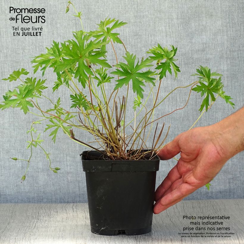 Example of Storchschnabel Orion - Geranium Topf mit 2L/3L as you get in ete