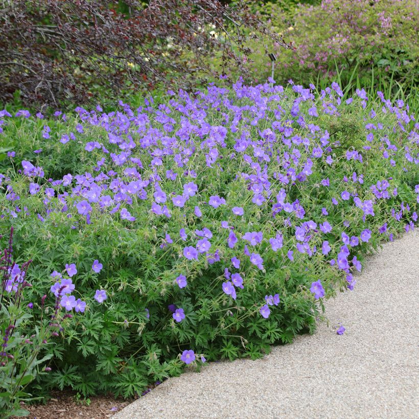 Storchschnabel Orion - Geranium (Plant habit)