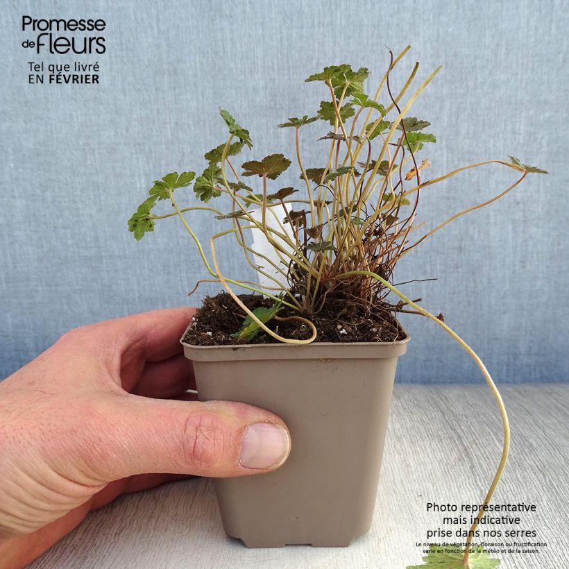 Exemplar von Geranium oxonianum Orkney Cherry - Oxford-Storchschnabel Kleine Töpfe von 8/9 cm wie im Winter geliefert