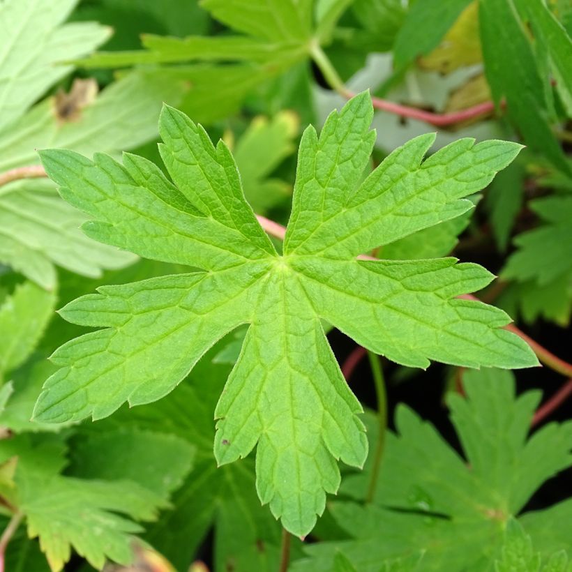 Storchschnabel Patricia - Geranium (Foliage)