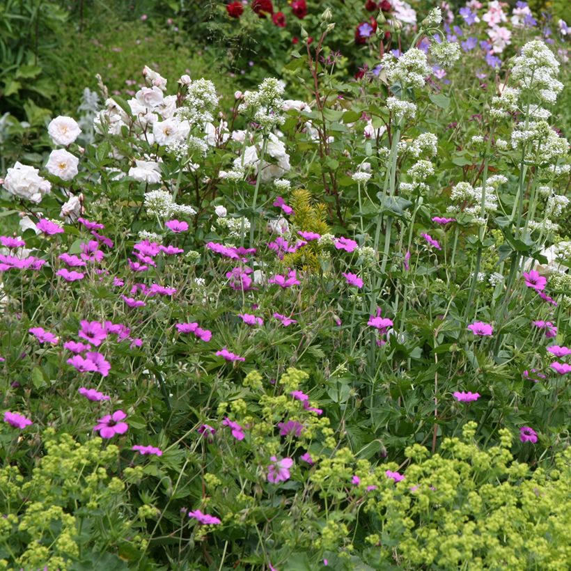 Storchschnabel Patricia - Geranium (Plant habit)