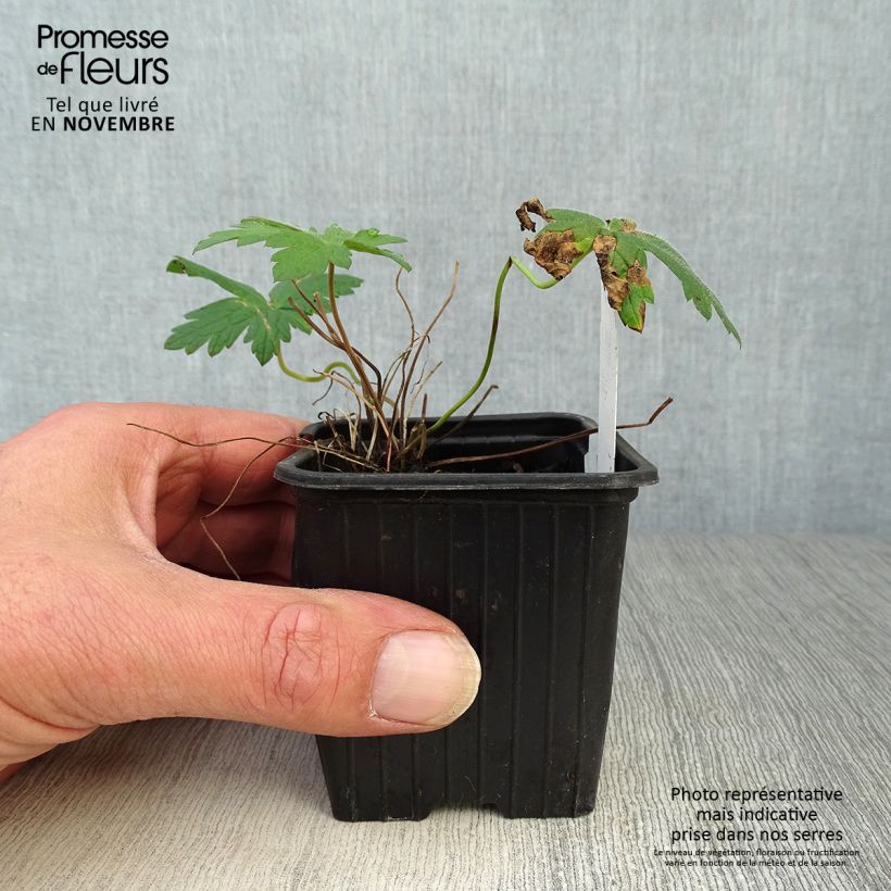Example of Storchschnabel Patricia - Geranium Kleine Töpfe von 8/9 cm as you get in automne