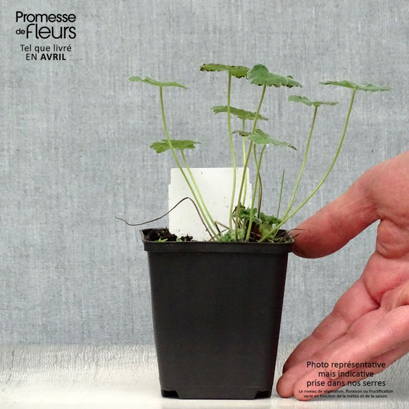 Exemplar von Geranium renardii Philippe Vapelle - Kaukasus-Storchschnabel Kleine Töpfe von 8/9 cm wie im Frühjahr geliefert